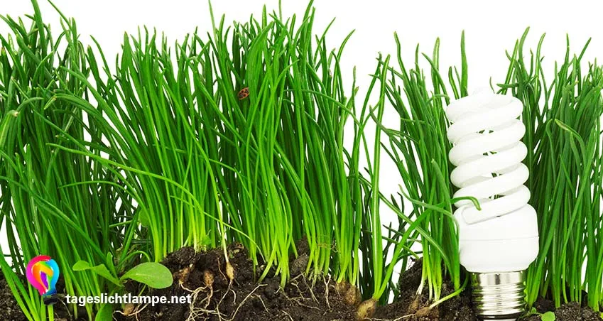 Tageslichtlampe als Pflanzlampe - Leuchtmittel mit Gras, das aus der Erde wächst