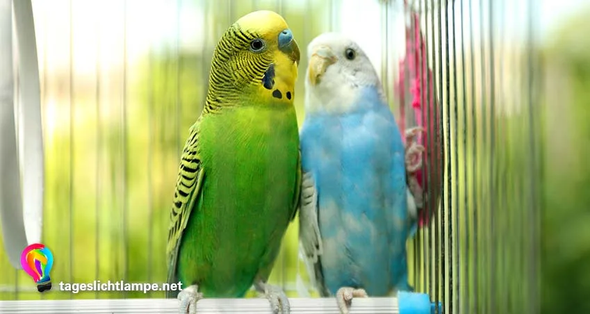 Zwei Wellensittiche in grün und blau im Käfig. Die Tageslichtlampe für Vögel ist wichtig für die Tiergesundheit.